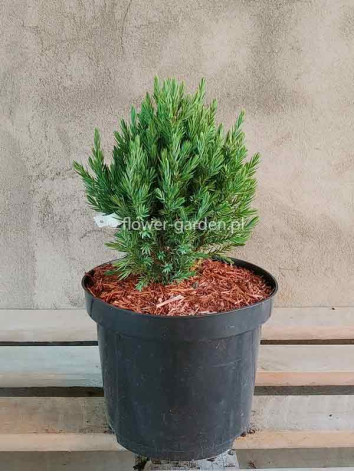 Jałowiec chiński Stricta