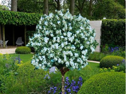 Jaśminowiec wonny na pniu 80cm