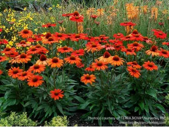 Jeżówka KISMET Intense Orange