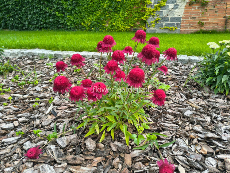Jeżówka PASO DOBLE™ Fuchsia