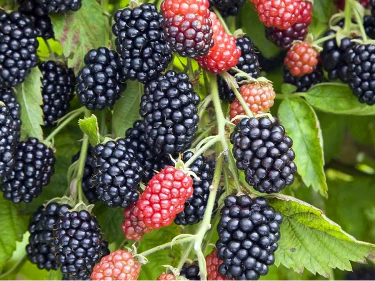 Thornless Blackberry