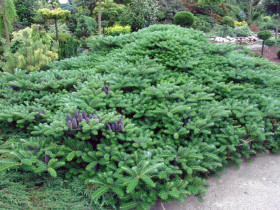 Jodła koreańska Green Carpet