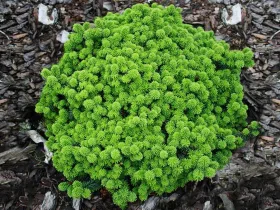 Jodła balsamiczna Piccolo