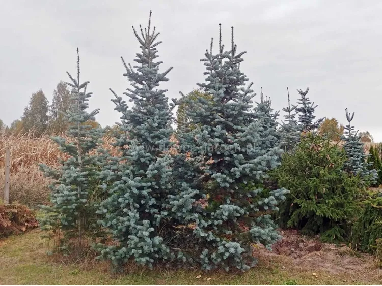 Jodła jednobarwna Violacea XXL 370cm