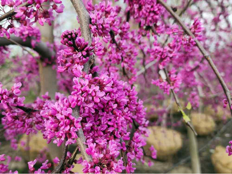 Judaszowiec kanadyjski LAVENDER TWIST® Covey