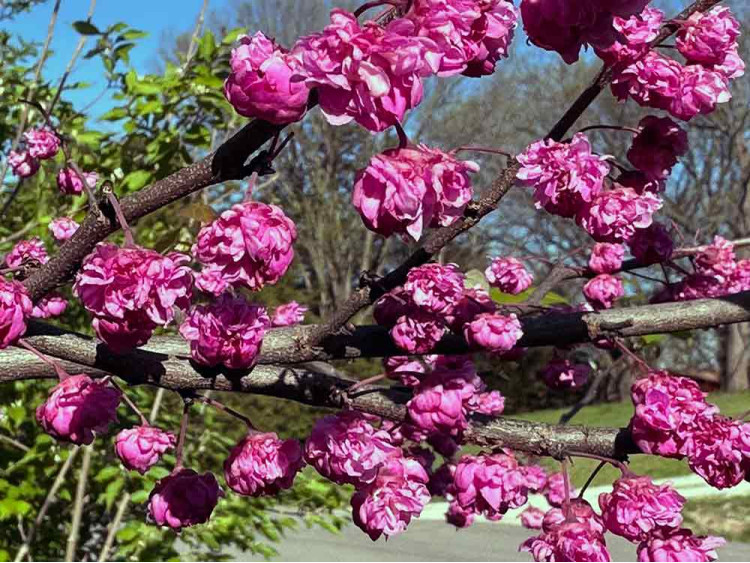 Judaszowiec kanadyjski Pink Pom Poms
