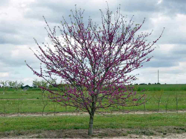 Judaszowiec kanadyjski Pink Pom Poms
