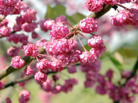 Judaszowiec kanadyjski Pink Pom Poms