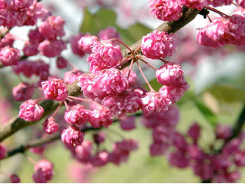 Judaszowiec kanadyjski Pink Pom Poms