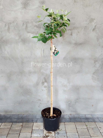 Kalina angielska na pniu 100-120cm