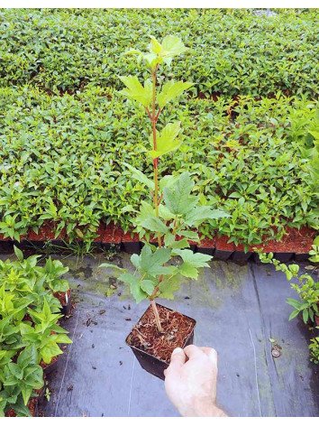 Kalina koralowa Roseum