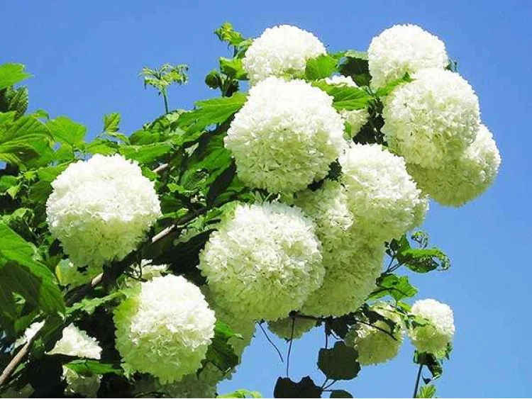 Kalina koralowa Roseum