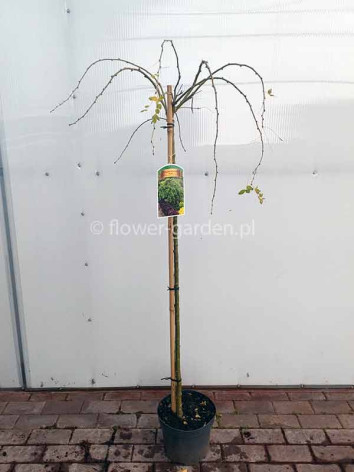 Karagana syberyjska Pendula na pniu 130cm