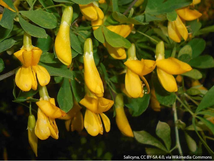 Karagana syberyjska Pendula na pniu 130cm