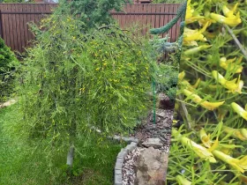 Karagana syberyjska Walker na pniu 130cm
