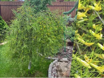 Karagana syberyjska Walker na pniu 130cm