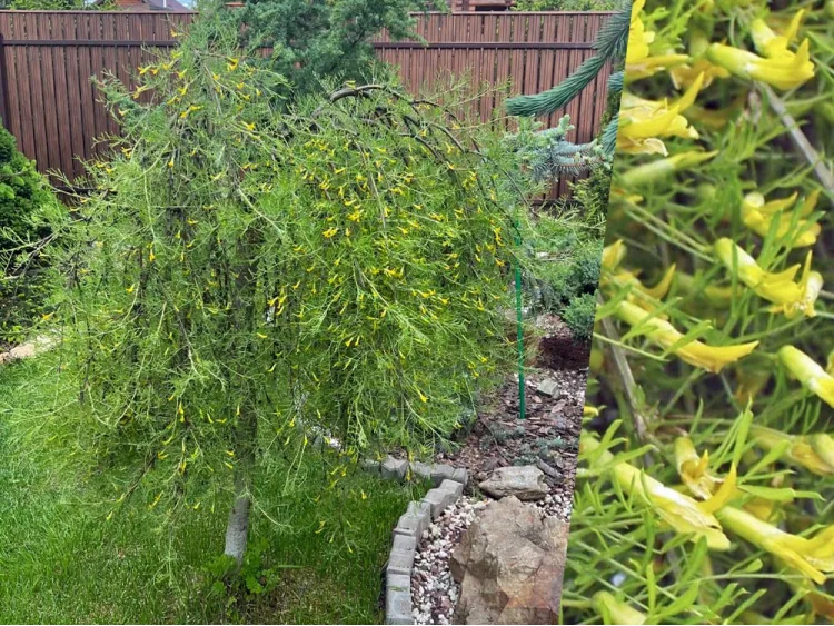 Karagana syberyjska Walker na pniu 130cm