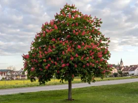 Kasztanowiec czerwony Briotii 180cm