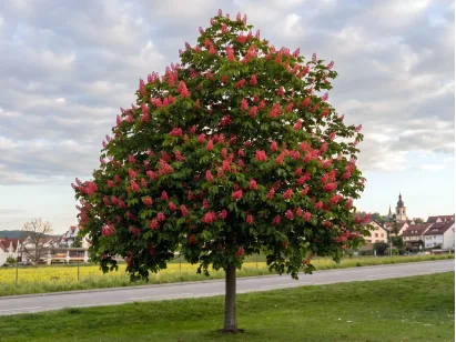 Kasztanowiec czerwony Briotii 180cm