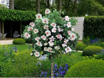 Ketmia syryjska hibiskus biały z oczkiem na pniu 120cm