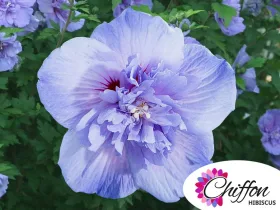 Ketmia syryjska Blue Chiffon PBR