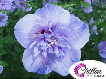 Ketmia syryjska Blue Chiffon PBR
