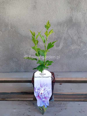Ketmia syryjska hibiskus BLUE CHIFFON® Notwood3 PBR