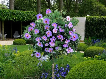 Ketmia syryjska hibiskus fioletowy na pniu 120cm