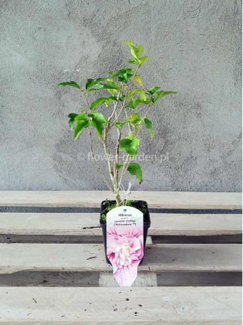 Ketmia syryjska hibiskus LAVENDER CHIFFON® Notwoodone PBR