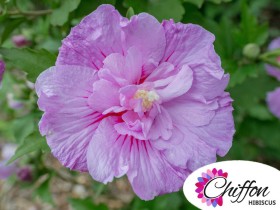 Ketmia syryjska hibiskus LAVENDER CHIFFON® Notwoodone PBR