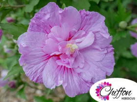 Ketmia syryjska Lavender Chiffon PBR