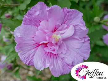 Ketmia syryjska Lavender Chiffon PBR