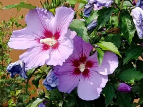 Ketmia syryjska (hibiskus) Maike