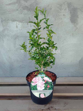 Ketmia syryjska hibiskus PINK CHIFFON® Jwnwood4 PBR