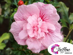 Ketmia syryjska (hibiskus) Pink Chiffon ®