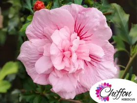 Ketmia syryjska Pink Chiffon PBR