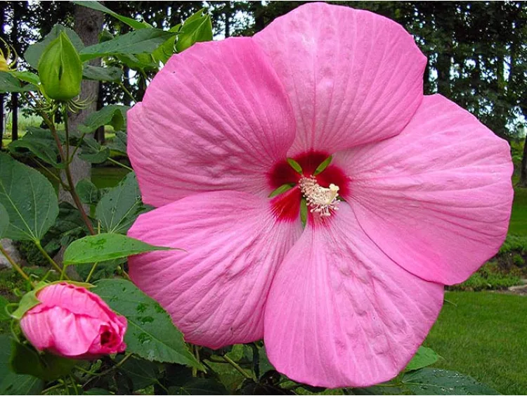 Ketmia syryjska (hibiskus) Pink Giant