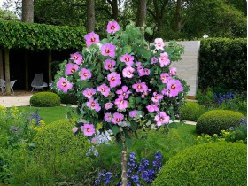 Ketmia syryjska hibiskus różowy NA PNIU 110cm