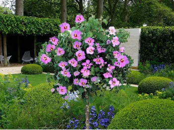 Ketmia syryjska hibiskus różowy na pniu 120-130cm