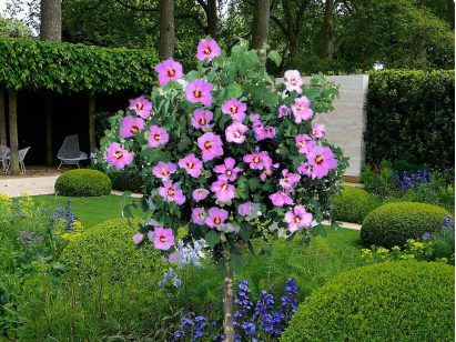Ketmia syryjska hibiskus różowy na pniu 120-130cm