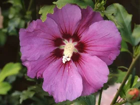 Ketmia syryjska (hibiskus) Russian Violet