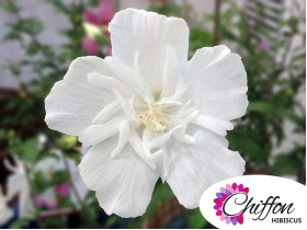 Ketmia syryjska hibiskus WHITE CHIFFON® Notwoodtwo PBR