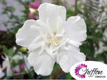 Ketmia syryjska White Chiffon PBR