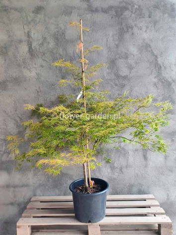Klon palmowy Dissectum Flavescens 150cm NA PNIU