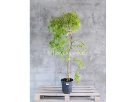 Klon palmowy Dissectum Flavescens 150cm NA PNIU