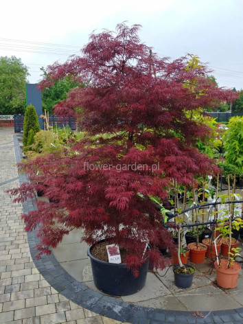 Klon palmowy Garnet XXL 200cm