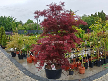 Klon palmowy Garnet XXL 200cm