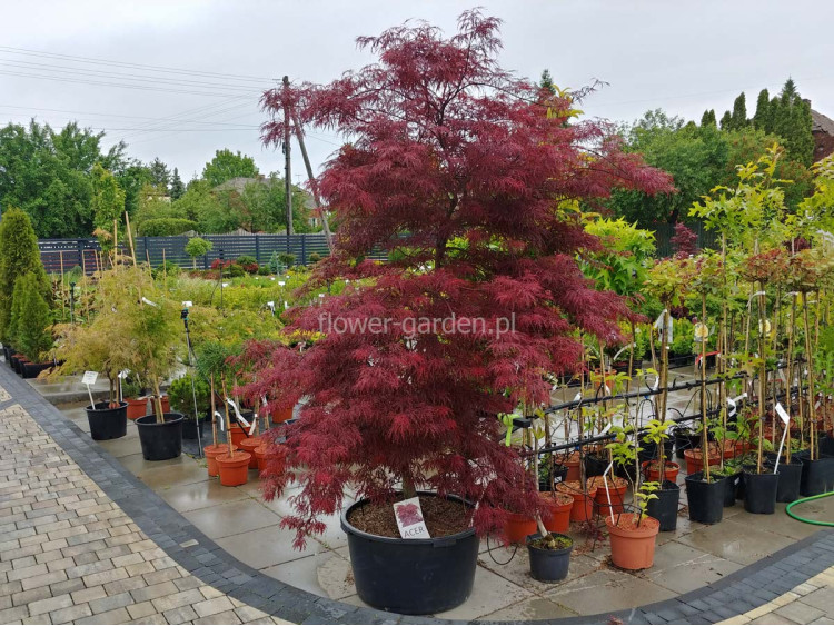 Klon palmowy Garnet XXL 200cm