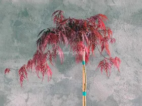 Klon palmowy Garnet na pniu 100cm