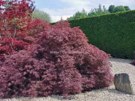 Klon palmowy Garnet XXL 140cm